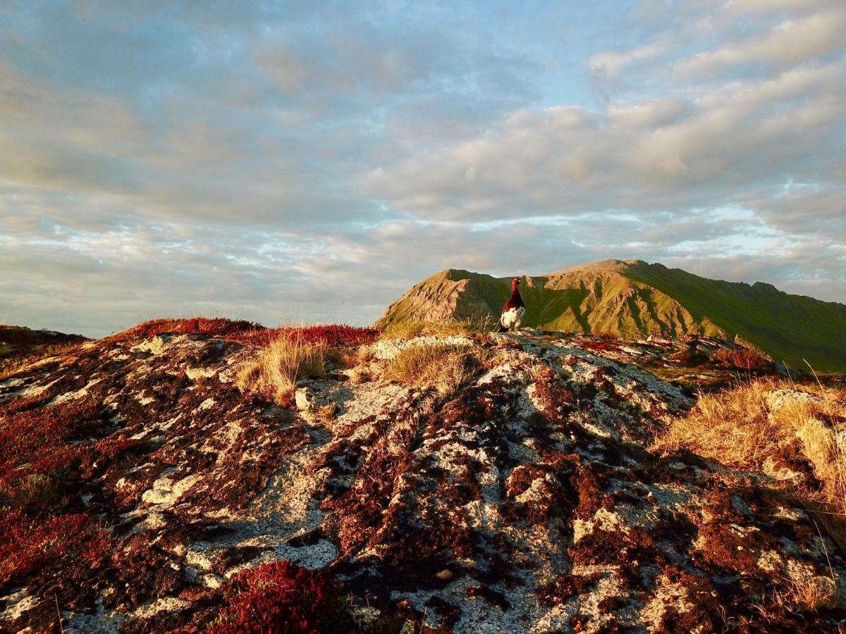 Midnight Sun View Lofoten Лекнес Экстерьер фото